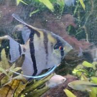 Acquario acqua dolce 300 litri completo di pompa,