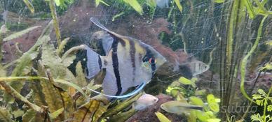 Acquario acqua dolce 300 litri completo di pompa,