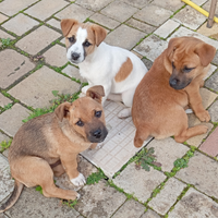 Cagnolini