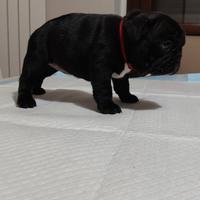Bulldog francese con PEDIGREE ENCI