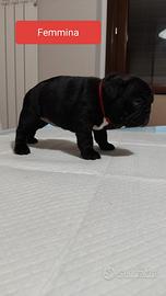 Bulldog francese con PEDIGREE ENCI