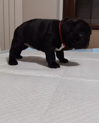 Bulldog francese con PEDIGREE ENCI