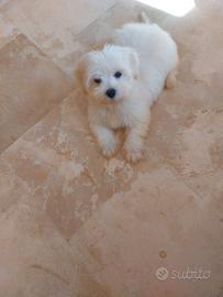 Maltese Toy bianco maschio -femmina 60 giorni