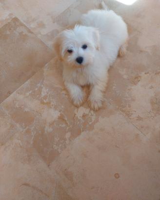 Maltese Toy bianco maschio -femmina 60 giorni