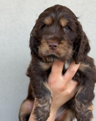 Cocker spaniel inglese