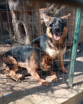 Cucciole di pastore tedesco