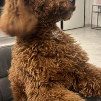 Disponibile per una fidanzatina