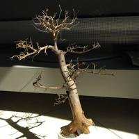 Legno Bonsai per acquari sped compres