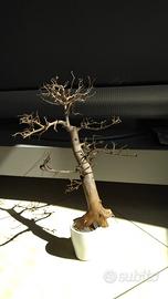 Legno Bonsai per acquari sped compres