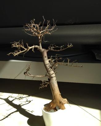 Legno Bonsai per acquari sped compres