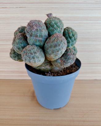 Tephrocactus Geometricus - cactus succulente 