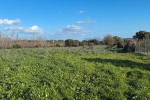 Terreno agricolo di 8 ett ai piedi di Monte Pino