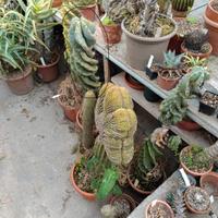 Piante grasse di tutti i tipi