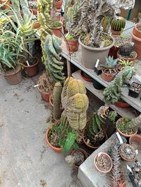 Piante grasse di tutti i tipi