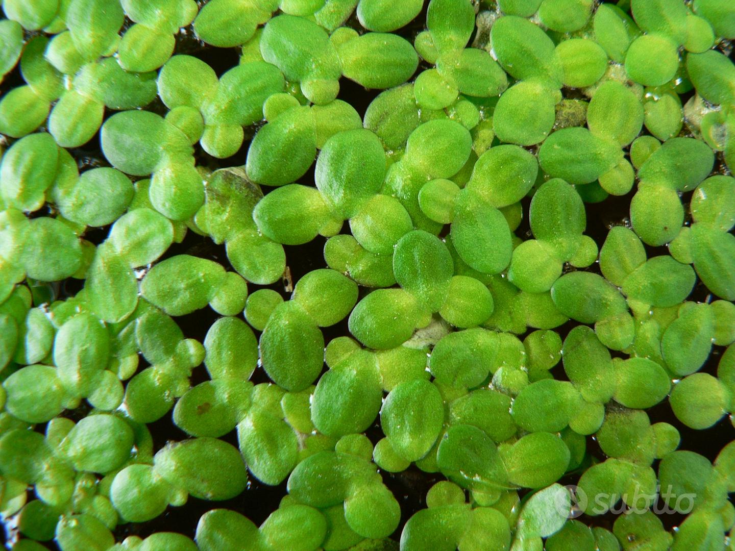 Lemna Minor (Lenticchia d'Acqua) per Acquario