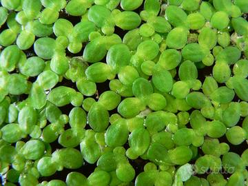 Lemna Minor (Lenticchia d'Acqua) per Acquario