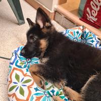 Cucciolo maschio Pastore Tedesco