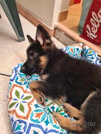 Cucciolo maschio Pastore Tedesco