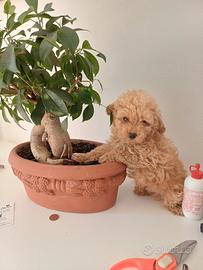 Barboncino Toy Albicocca maschio