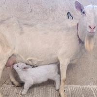 Capra femmina con capretta femmina