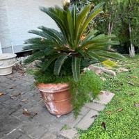 Cycas