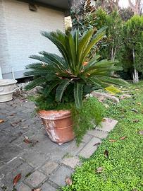 Cycas