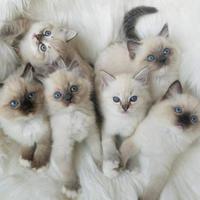 Ragdoll cuccioli