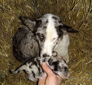 Cucciola pastore australiano