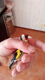 Cardellino