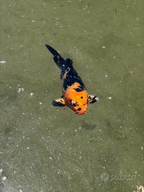 Carpa Koi giapponese ornamentale