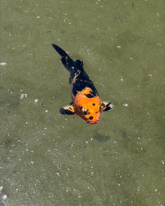 Carpa Koi giapponese ornamentale