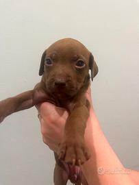 Pit bull red nose