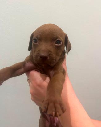 Pit bull red nose