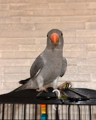 Pappagallo del collarino