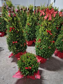 Piante ornamentali da siepe e giardino