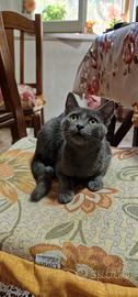 Regalasi gattina