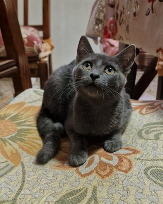 Regalasi gattina
