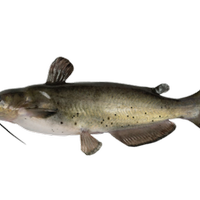 Pesce gatto americano