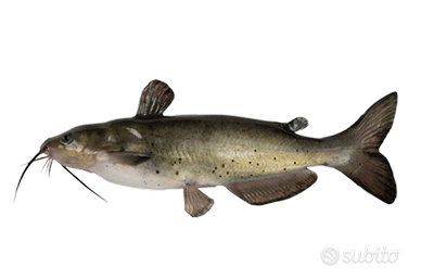 Pesce gatto americano