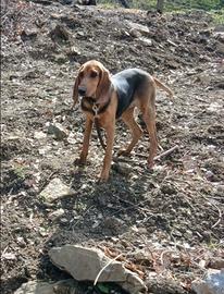 Cane segugio italiano a pelo raso