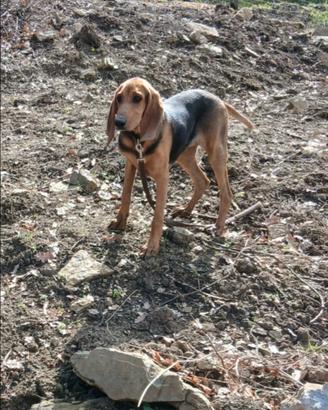 Cane segugio italiano a pelo raso