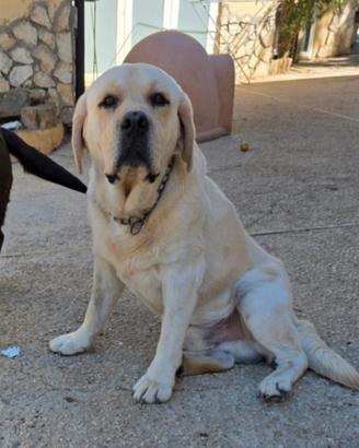 Labrador