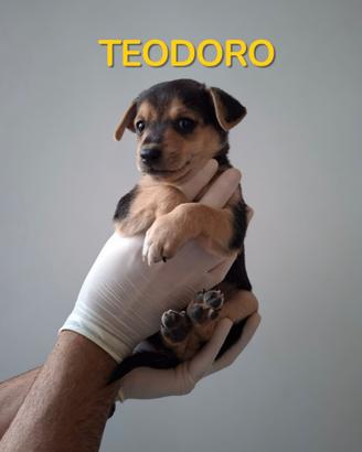 Cuccioli cane