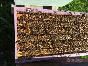 Nuclei, sciami, famiglie di api