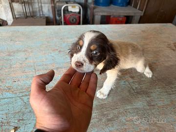 Springer Spaniel