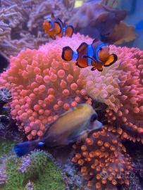 Anemone quadricolor rossa