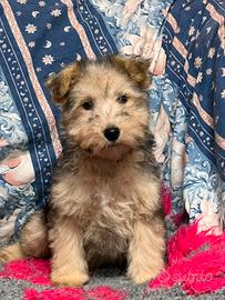 terrier lakeland cuccioli