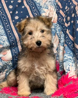 terrier lakeland cuccioli