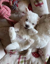 Cuccioli di maltese