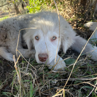 Cuccioli pastore abruzzese M+F